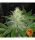 Pink Kush (Barney's Farm)