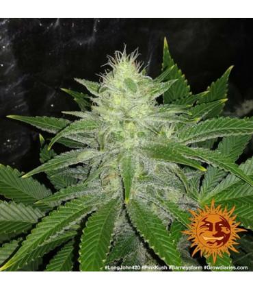 Pink Kush (Barney's Farm)