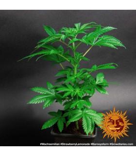 Strawberry Lemonade (Barney's Farm)