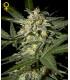 White Widow Autoflowering
