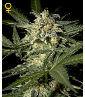 White Widow Autoflowering