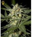 White Widow Autoflowering