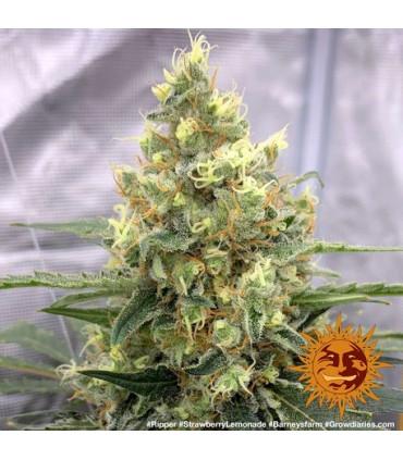 Strawberry Lemonade (Barney's Farm)