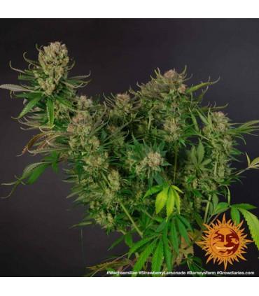 Strawberry Lemonade (Barney's Farm)