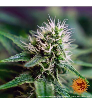 Strawberry Lemonade (Barney's Farm)