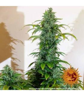 Blue Cheese Auto (Barney's Farm)