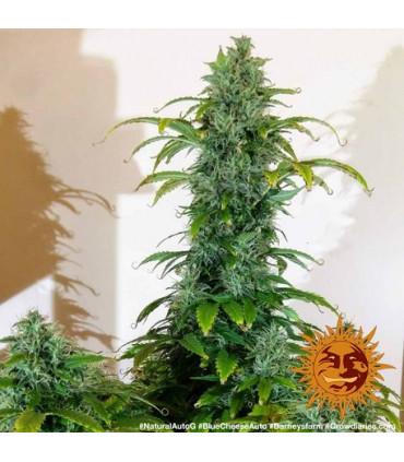 Blue Cheese Auto (Barney's Farm)