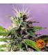 Blue Cheese Auto (Barney's Farm)
