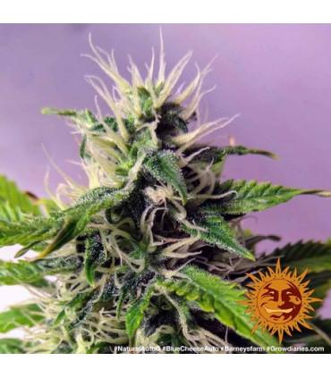 Blue Cheese Auto (Barney's Farm)