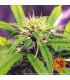 Blue Cheese Auto (Barney's Farm)