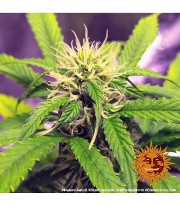 Blue Cheese Auto (Barney's Farm)