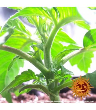 Blue Cheese Auto (Barney's Farm)