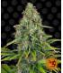 Blue Cheese Auto (Barney's Farm)