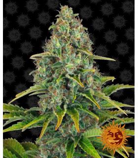Blue Cheese Auto (Barney's Farm)