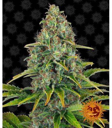 Blue Cheese Auto (Barney's Farm)