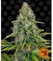 Blueberry Cheese Auto