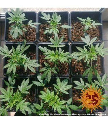 Glue Gelato Auto (Barney's Farm)