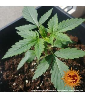 Glue Gelato Auto (Barney's Farm)