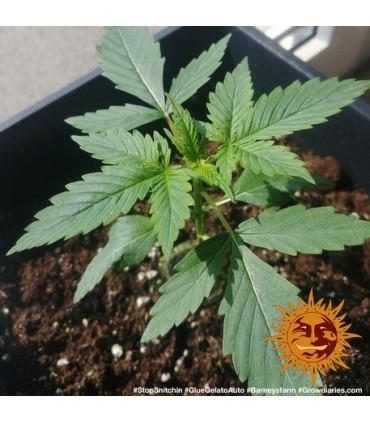 Glue Gelato Auto (Barney's Farm)