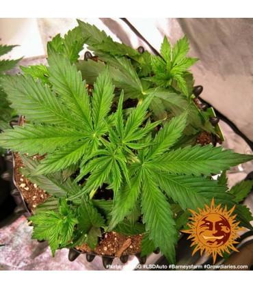 LSD Auto (Barney's Farm)