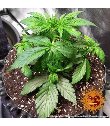 LSD Auto (Barney's Farm)