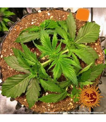 LSD Auto (Barney's Farm)