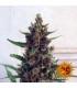 Pineapple Express - Barney's Farm