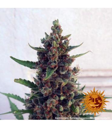 Pineapple Express - Barney's Farm