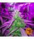 Pineapple Express - Barney's Farm