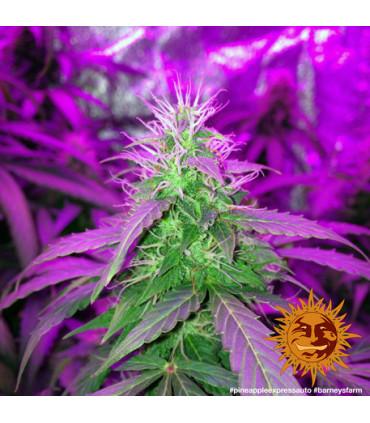 Pineapple Express - Barney's Farm