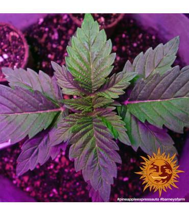 Pineapple Express - Barney's Farm