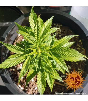 Pineapple Express - Barney's Farm