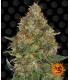 Pineapple Express - Barney's Farm