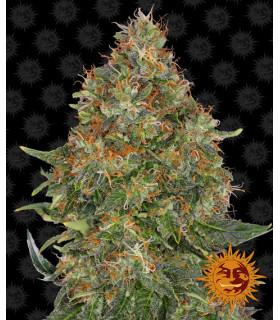 Pineapple Express - Barney's Farm