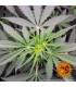 Tangerine Dream Auto (Barney's Farm)