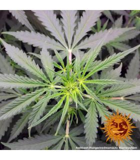 Tangerine Dream Auto (Barney's Farm)