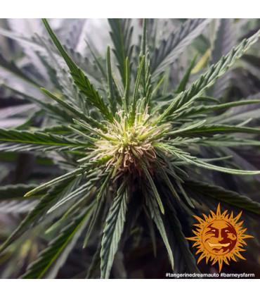 Tangerine Dream Auto (Barney's Farm)