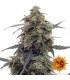 Tangerine Dream Auto (Barney's Farm)