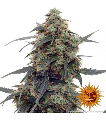Tangerine Dream Auto (Barney's Farm)