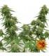 Tangerine Dream Auto (Barney's Farm)