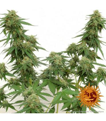 Tangerine Dream Auto (Barney's Farm)
