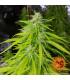 Tangerine Dream Auto (Barney's Farm)