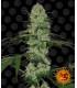 Tangerine Dream Auto (Barney's Farm)