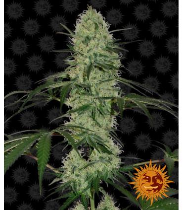 Tangerine Dream Auto (Barney's Farm)