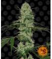 Tangerine Dream Auto