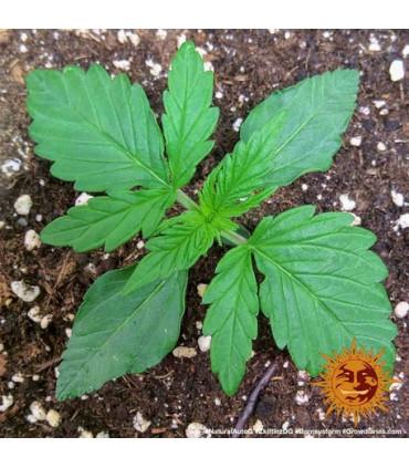 Zkittlez OG Auto (Barney's Farm)