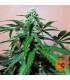 Zkittlez OG Auto (Barney's Farm)