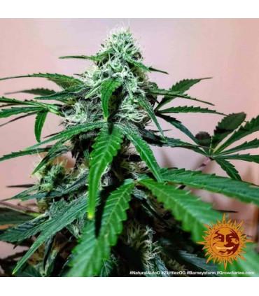 Zkittlez OG Auto (Barney's Farm)