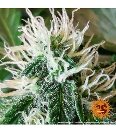 Zkittlez OG Auto (Barney's Farm)