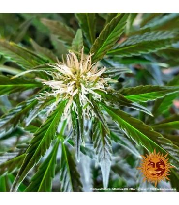 Zkittlez OG Auto (Barney's Farm)